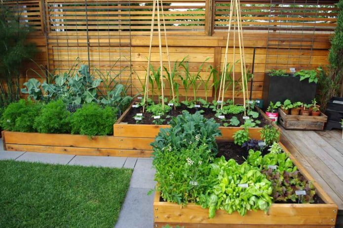 Ein Gemüsegarten mit einem Rahmen