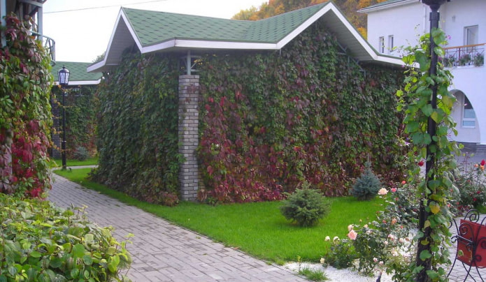 jungfräuliche Trauben an der Wand des Pavillons
