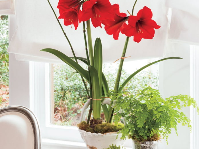 Hippeastrum auf der Fensterbank