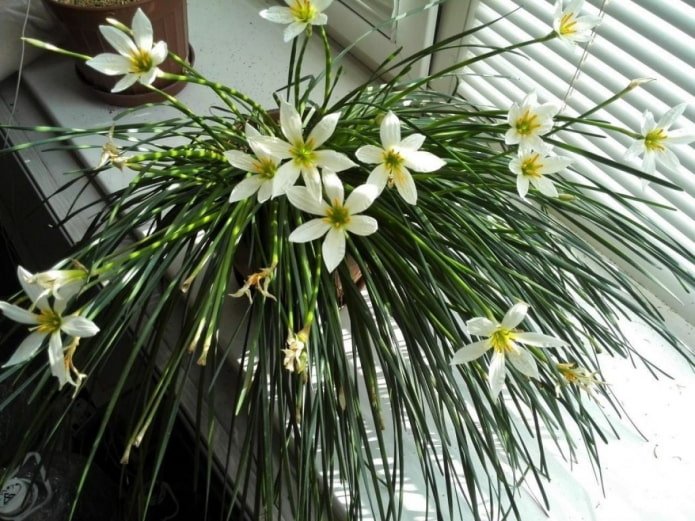 wie Zephyranthes blühen