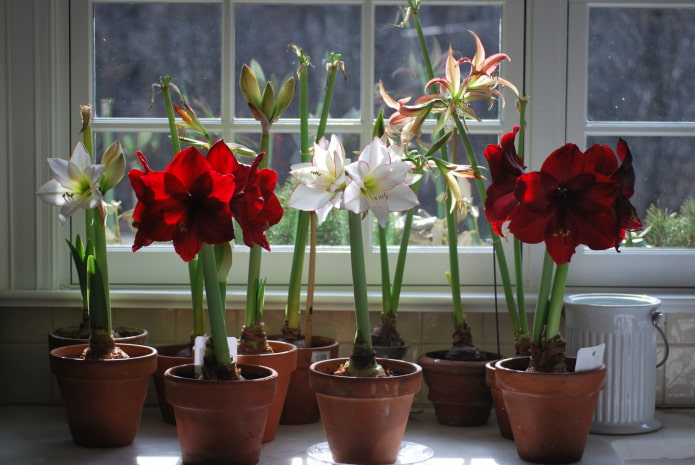 Was ist der Unterschied zwischen Amaryllis und Hippeastrum?