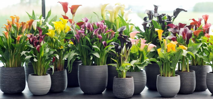 Zimmerblume Zantedeschia