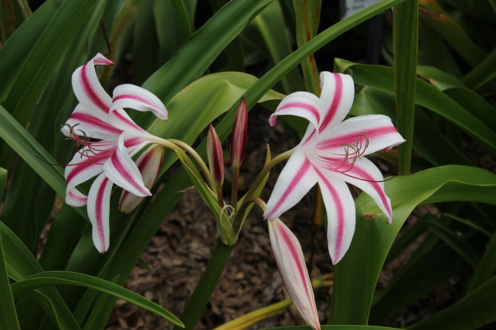 Wie Crinum blüht