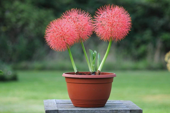 wie Haemanthus blüht