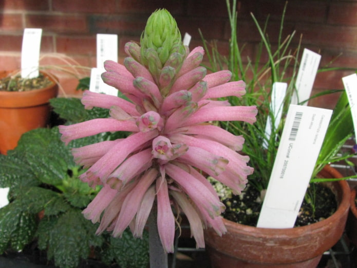 Wie man Veltheimia anbaut
