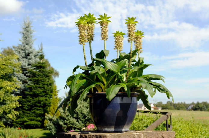 Blume ähnlich der Ananas