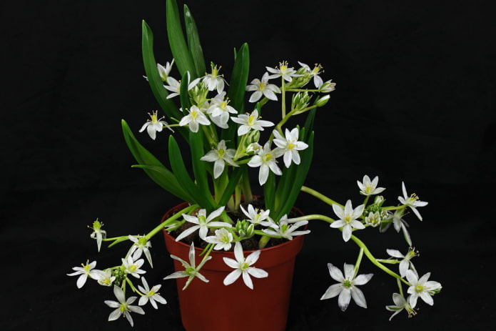 Ornithogalum im Topf
