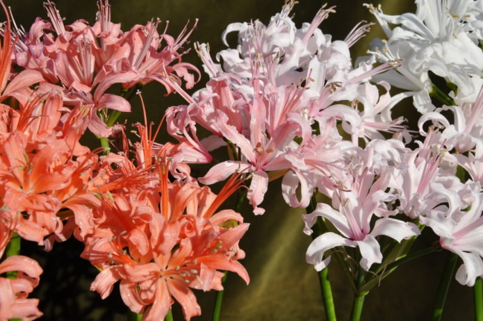 Nerine-Blüte