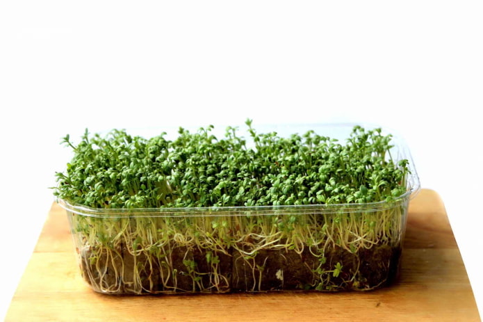 Microgreens im Boden anbauen