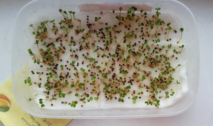 So pflanzt man Microgreens in Gaze