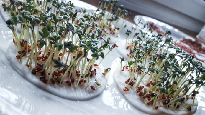 Wattepads für Microgreens