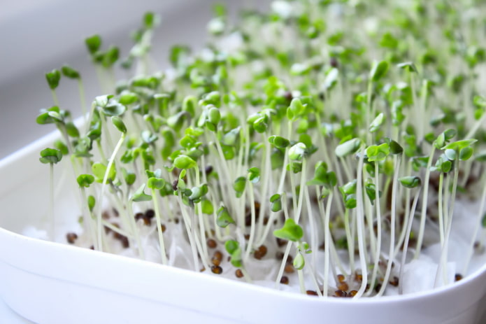 Wie man Microgreens anbaut