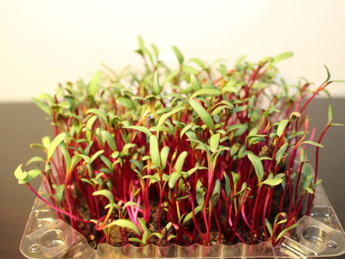 Rüben-Microgreens