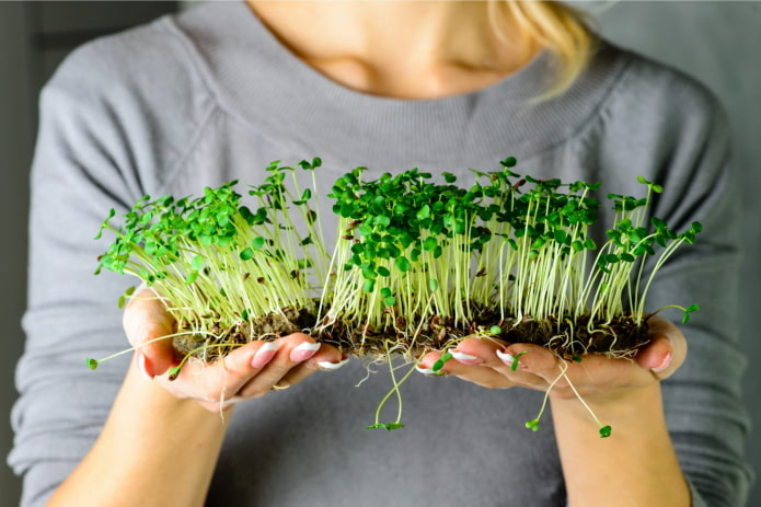 Auswahl an Microgreen-Samen