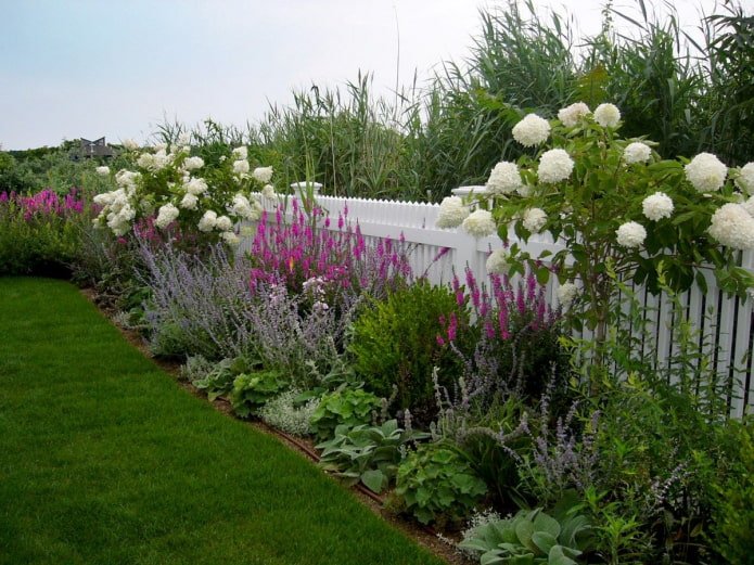 Viburnum in einem Blumenbeet