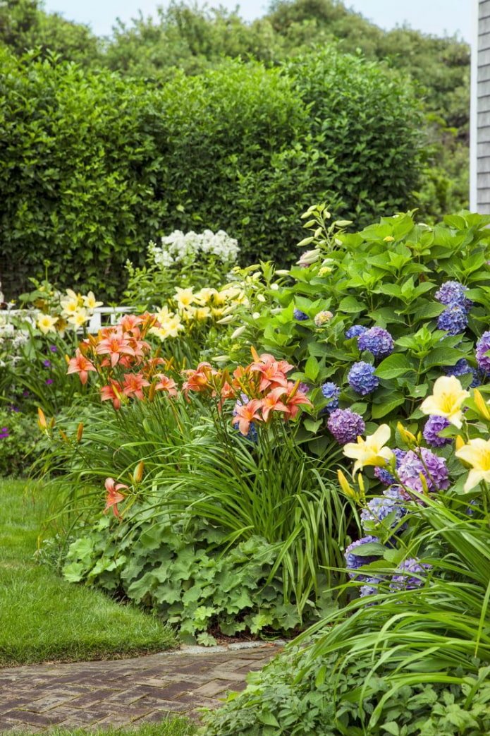 Lilien in einem Mixborder