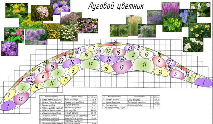 Wiesenblumen-Mixborder
