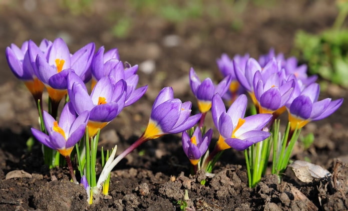 Krokusse für die Datscha