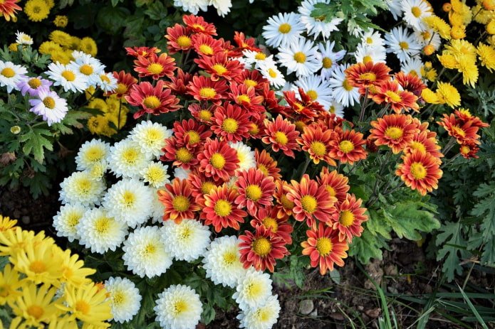 Chrysantheme