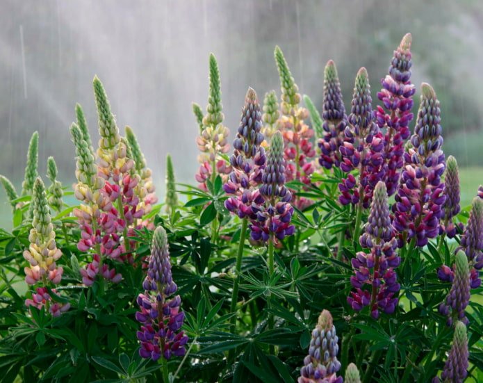 Mehrjährige Lupine