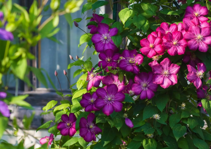 Mehrjährige Clematis
