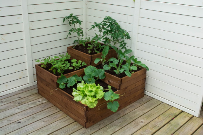 Setzlinge in einem Blumenbeet auf der Terrasse