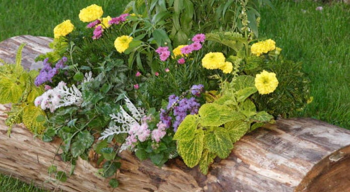 Blumenbeet in einem Baumstamm