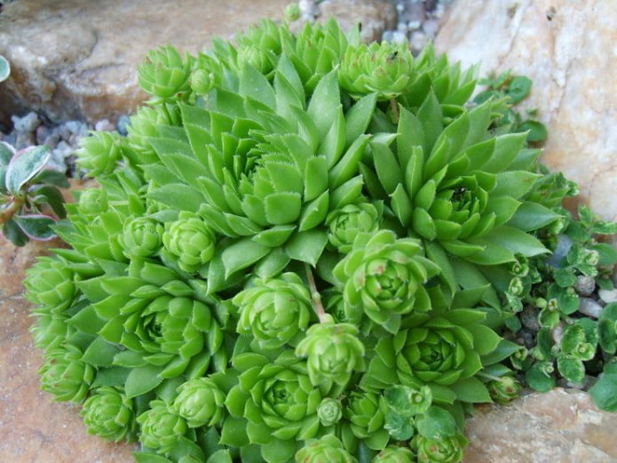 Steinrose