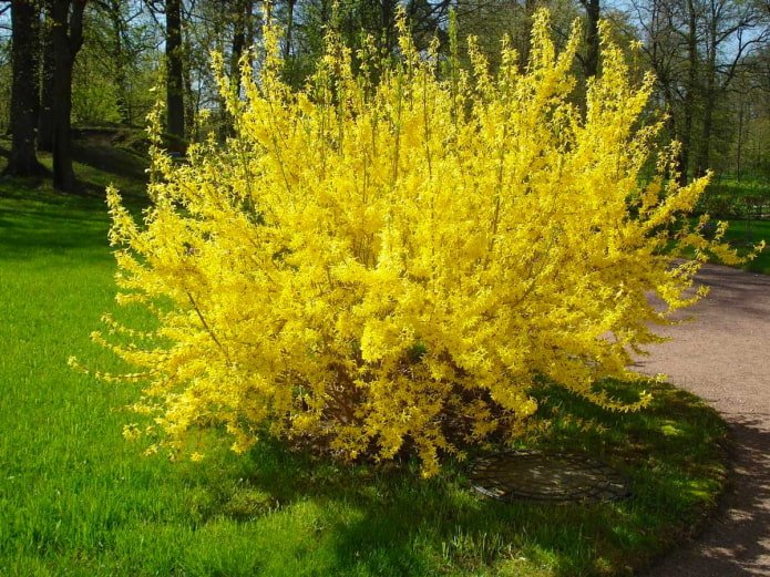 Forsythie