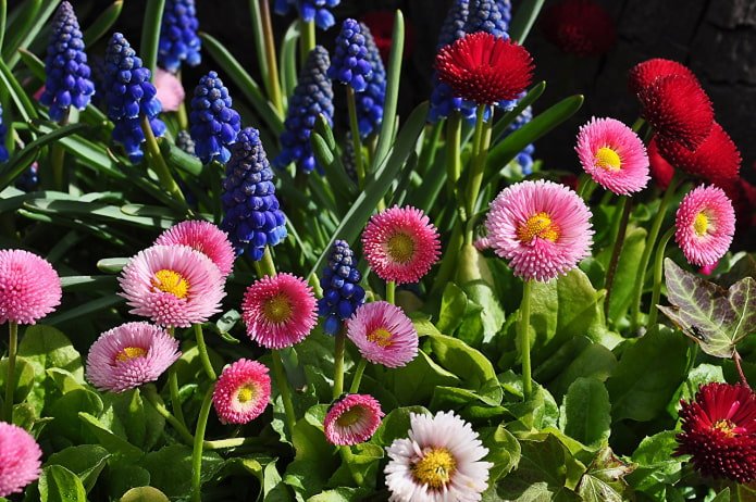Gänseblümchen