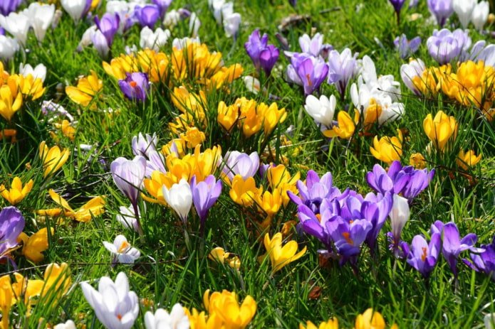 Krokusse