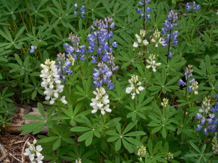 Lupine