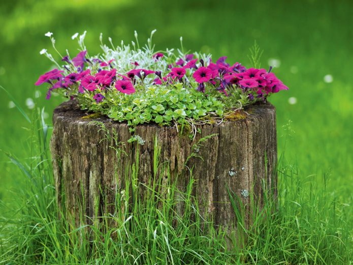 Blumenbeet in einem Baumstumpf