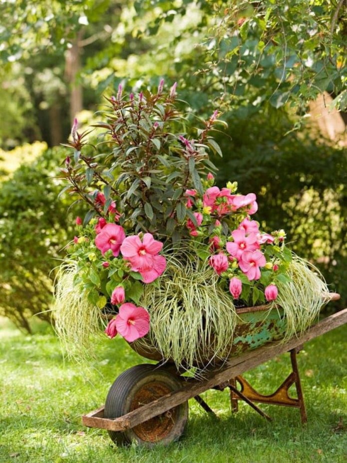 Blumen in einer Schubkarre