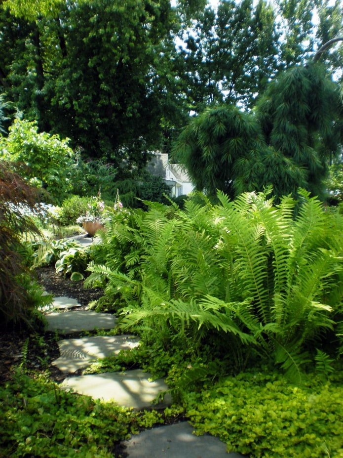 Ein Farn im Garten