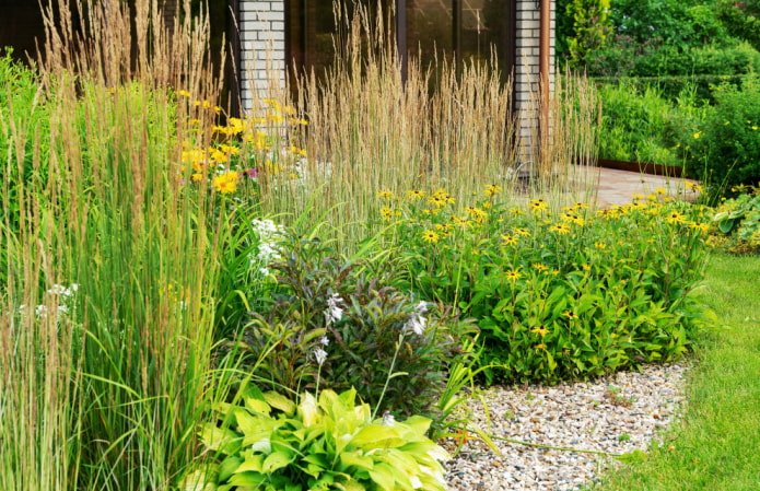 Vorgartenwiese mit Rudbeckien