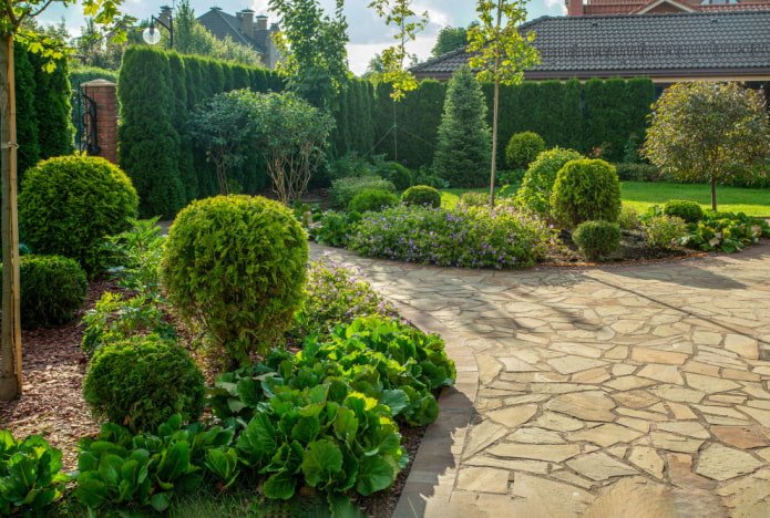 Hecke und Vorgarten aus Nadelbäumen