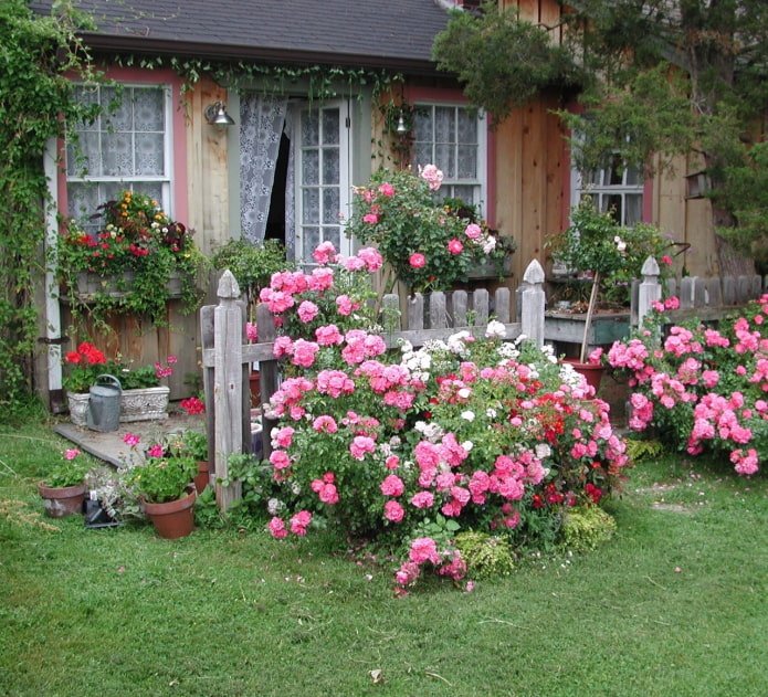 Rosen im Vorgarten