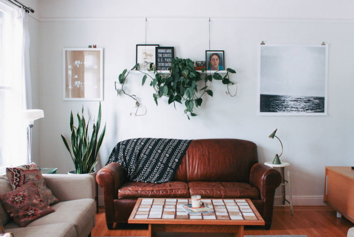 Liane über dem Sofa