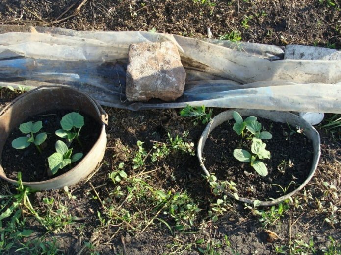 Setzlinge mit alten Eimern vor Unkraut schützen