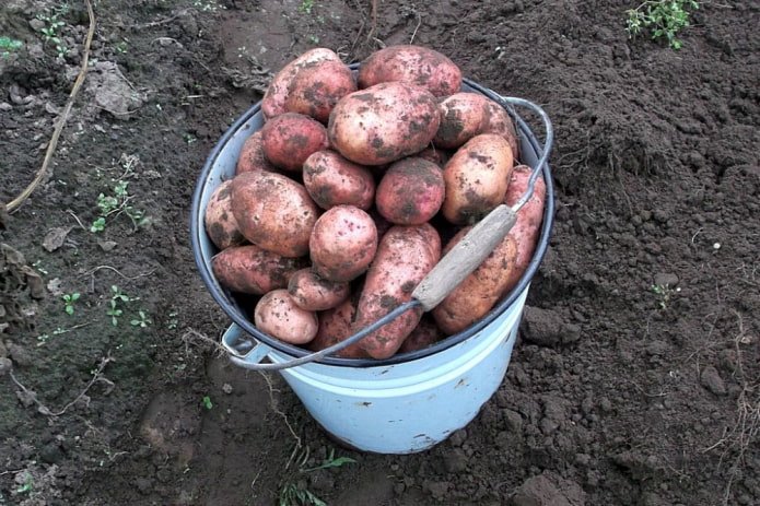 frisch geerntete Kartoffeln in einem alten Emaille-Eimer