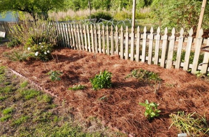 Nadelholzmulch