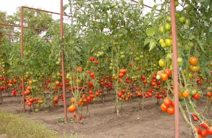 gebundene Tomaten