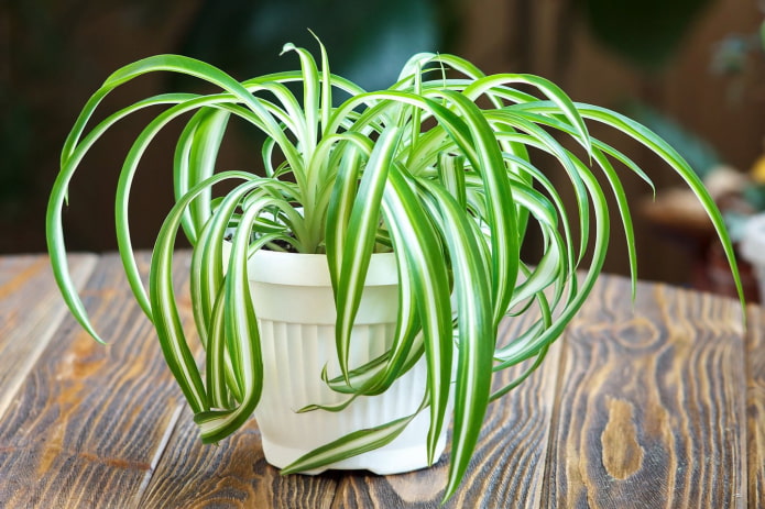 junges Chlorophytum