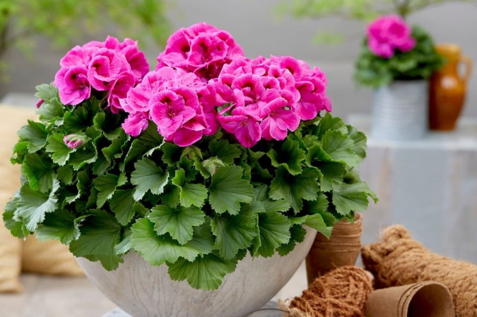 rosa Geranie