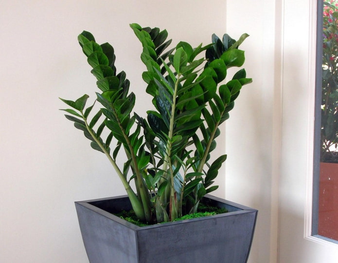 wunderschöne Zamioculcas