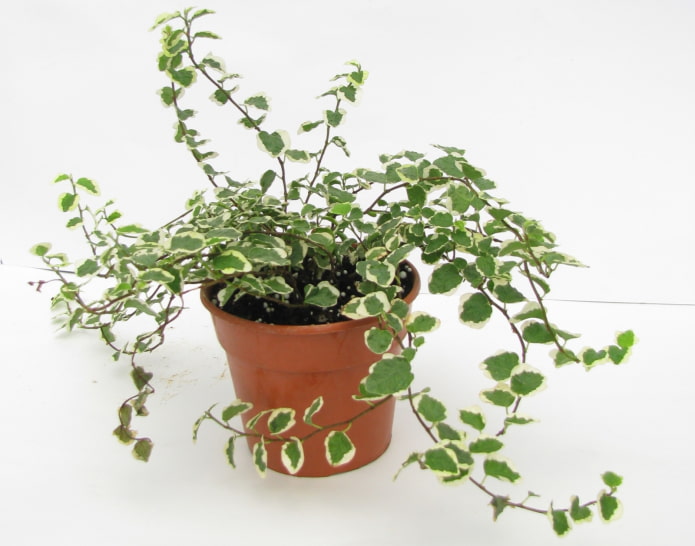 Kriechender Ficus