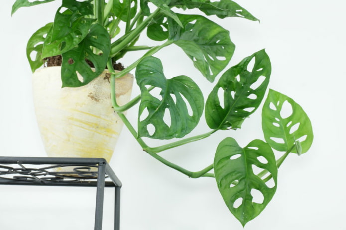 Monstera mit kleinen Blättern