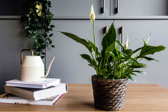 blühtes Spathiphyllum