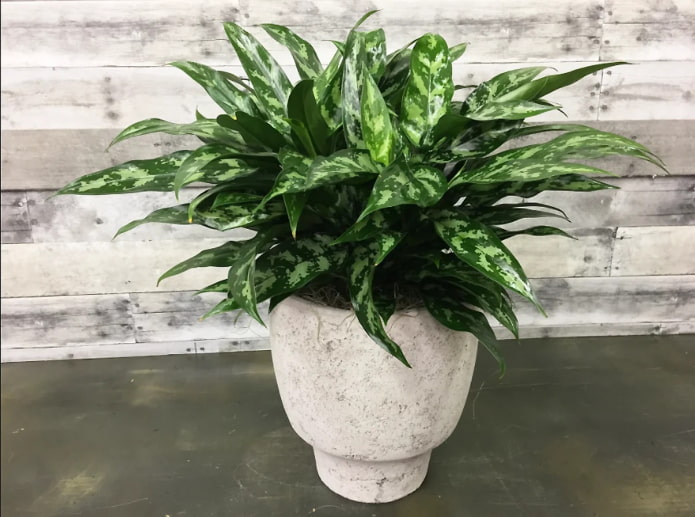 buntes Aglaonema